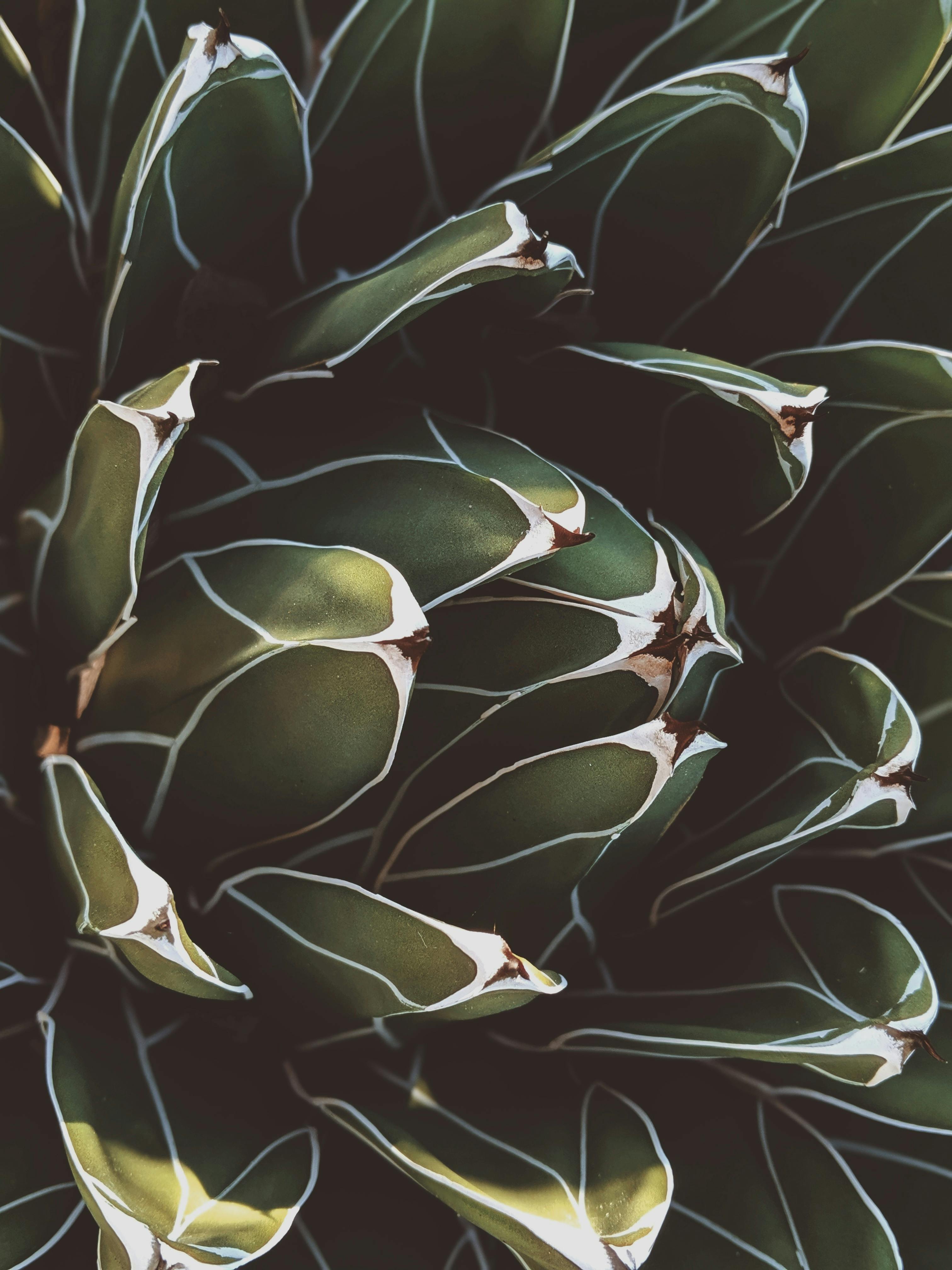 Agave Fabric Wallpaper and Home Decor  Spoonflower