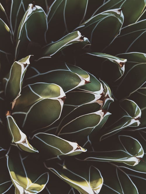 Kostnadsfri bild av agave, blomma, blommig bakgrund