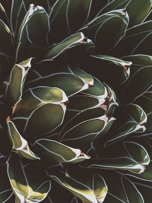 Gratis lagerfoto af Agave, blade, blomst