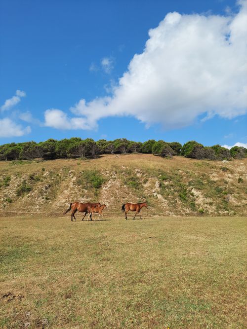 Free Two horses grazing on a sunny day in a serene rural landscape. Stock Photo