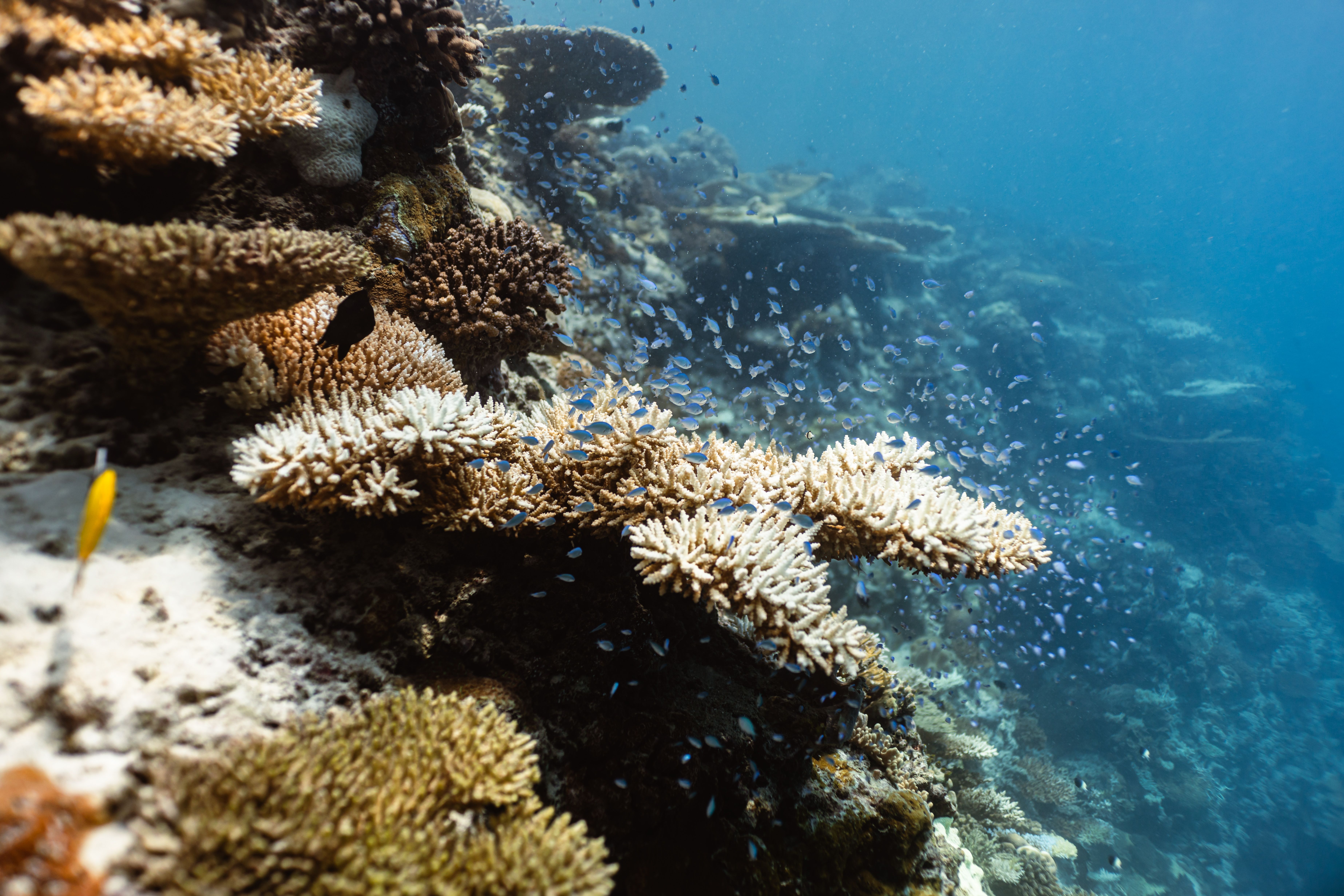 Marine Heatwaves Intensifying Globally, Threatening Ocean Ecosystems