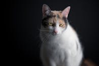 一只印花布猫的特写肖像，柔和的灯光凸显了它美丽的皮毛和迷人的眼神