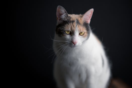 一只印花布猫的特写肖像，柔和的灯光凸显了它美丽的皮毛和迷人的眼神