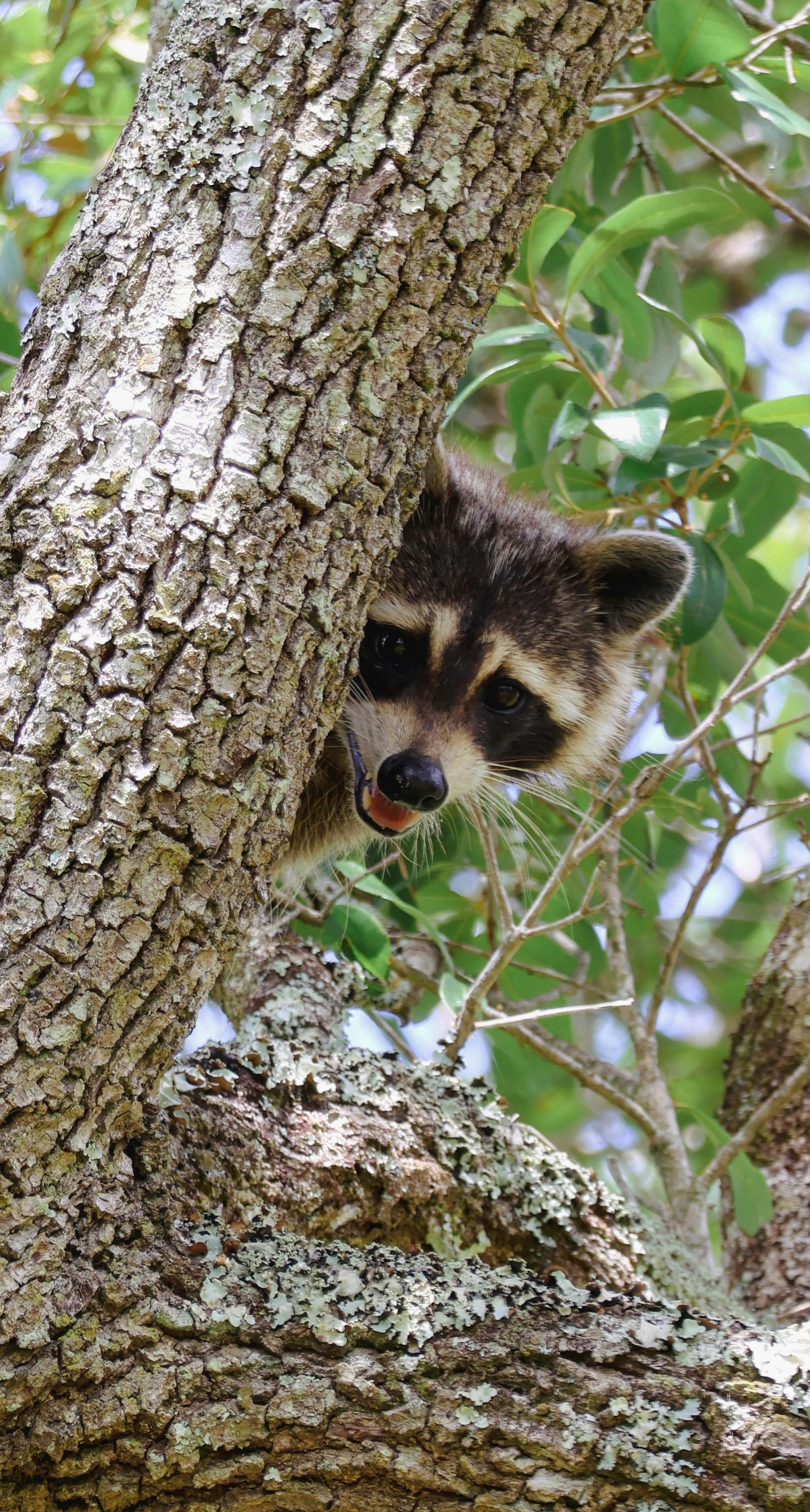 Captivating shot of a raccoon peering from a tree trunk in Gainesville, Florida.