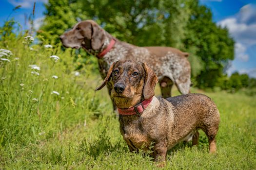 Two dogs, a dachshund and a pointer, enjoying a sunny day in a rural field.