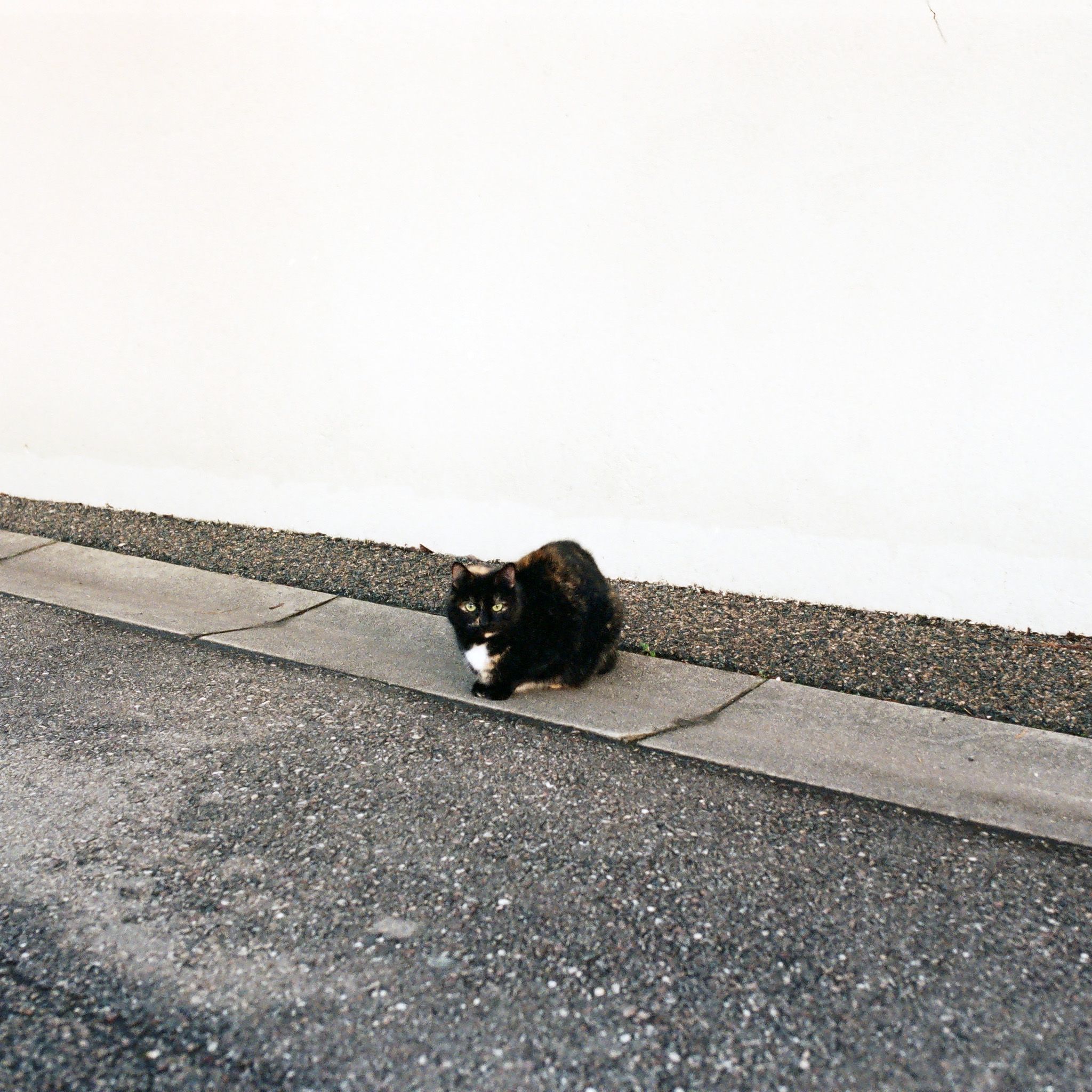 A Cat Sitting on the Ground by the Wall 