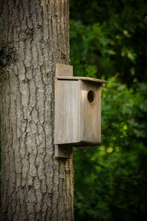 Free A close-up of a rustic wooden birdhouse attached to a tree in a serene forest setting. Stock Photo