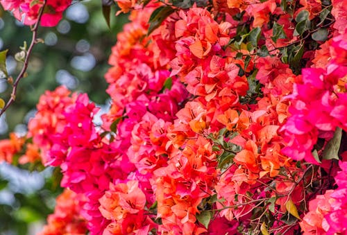 Foto En Primer Plano De Flores Rosas