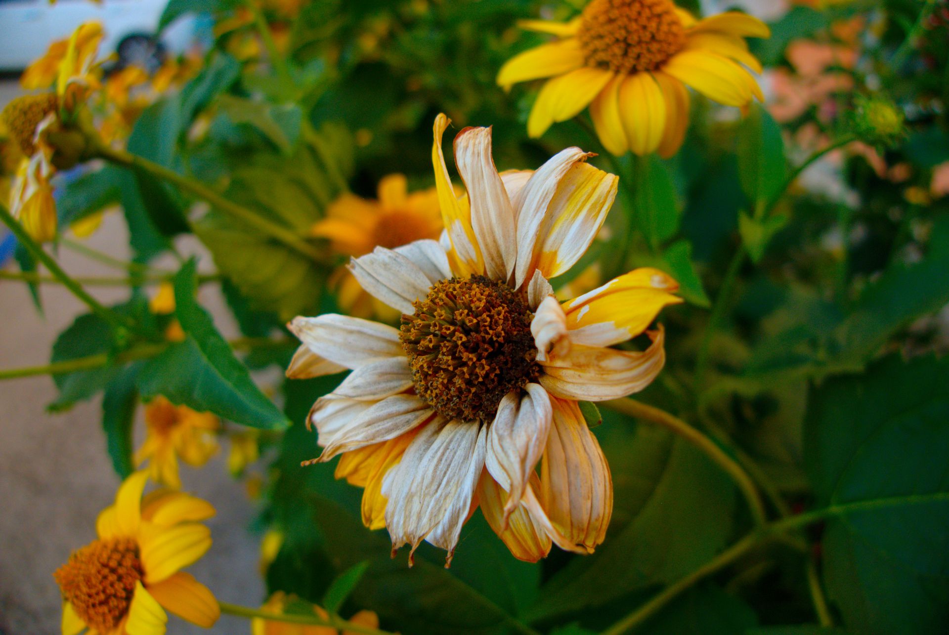 Close-up of vibrant yellow flowers in a sunny outdoor garden, showcasing nature's beauty.