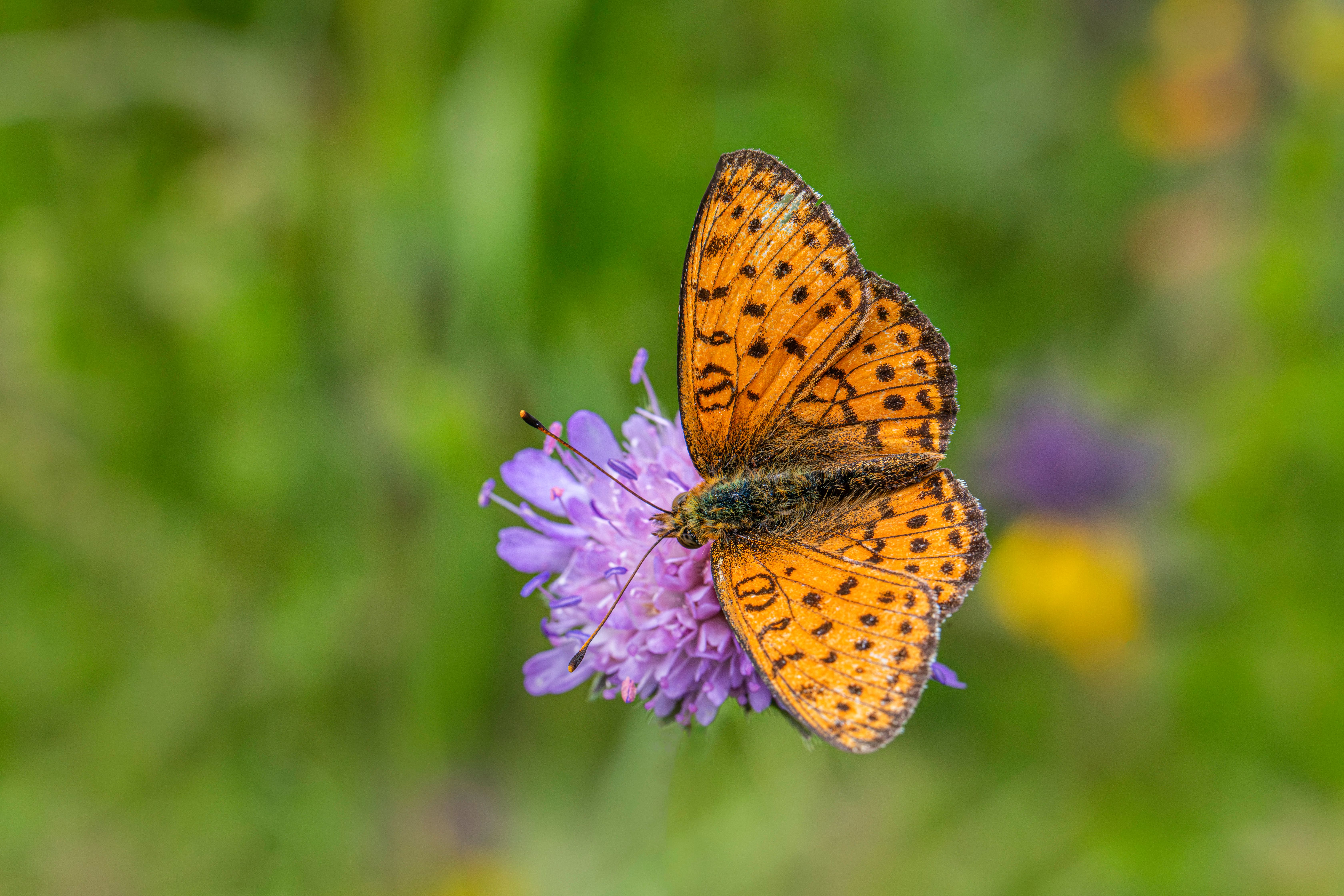 Butterfly on Purple Flower · Free Stock Photo