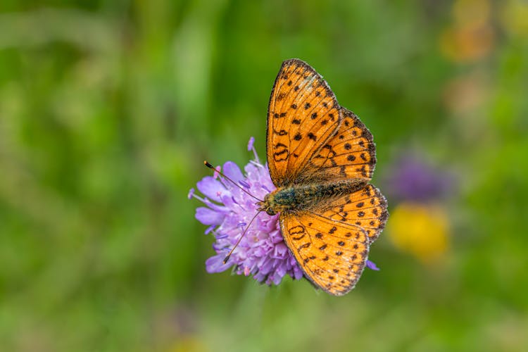 Butterfly On Purple Flower 