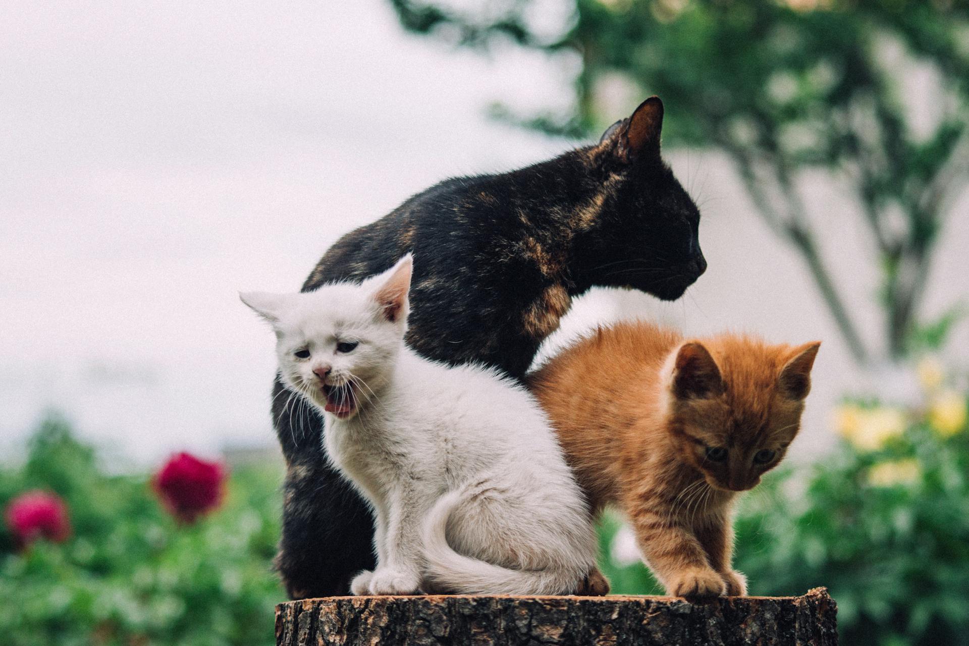 Cats on a Wooden Pole in Garden