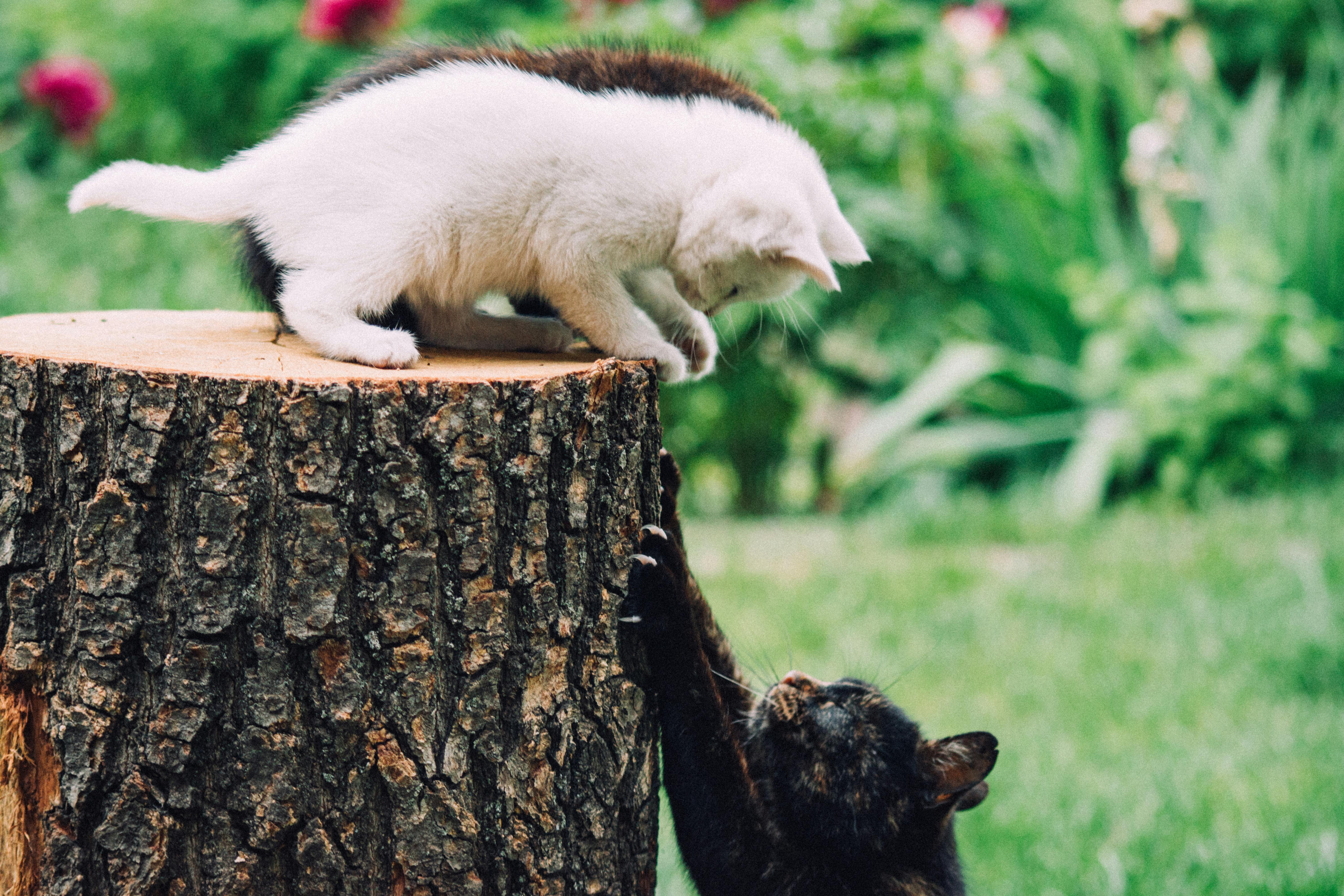 pet insurance pet wellness — Photo by Ion Ceban  @ionelceban on Pexels
