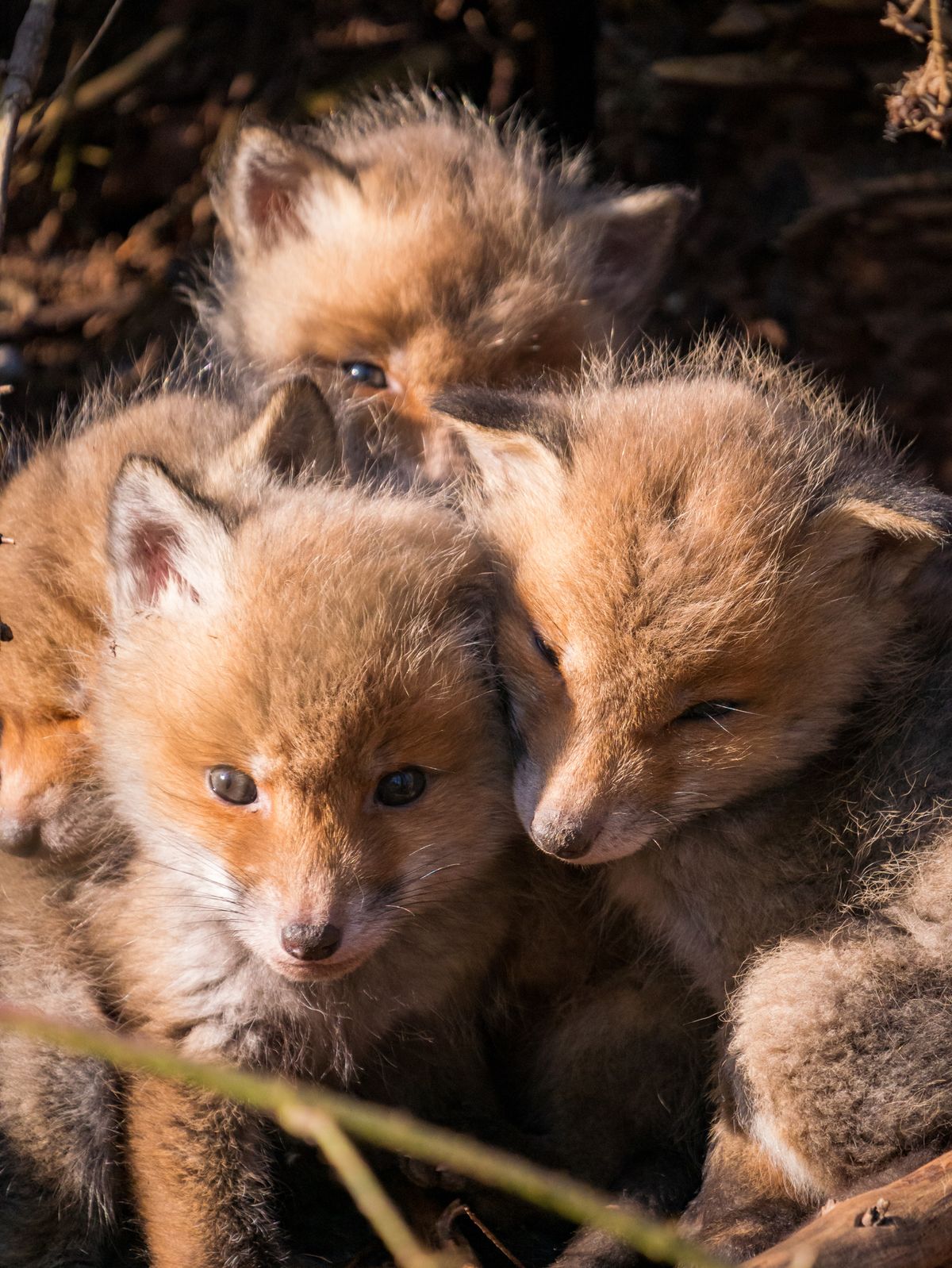 Renardeaux à l'entrée de leur terrier