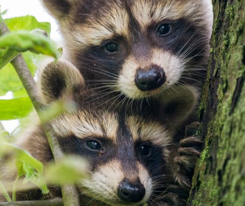 Free Adorable raccoon cubs peek out from a tree with curious expressions. Stock Photo
