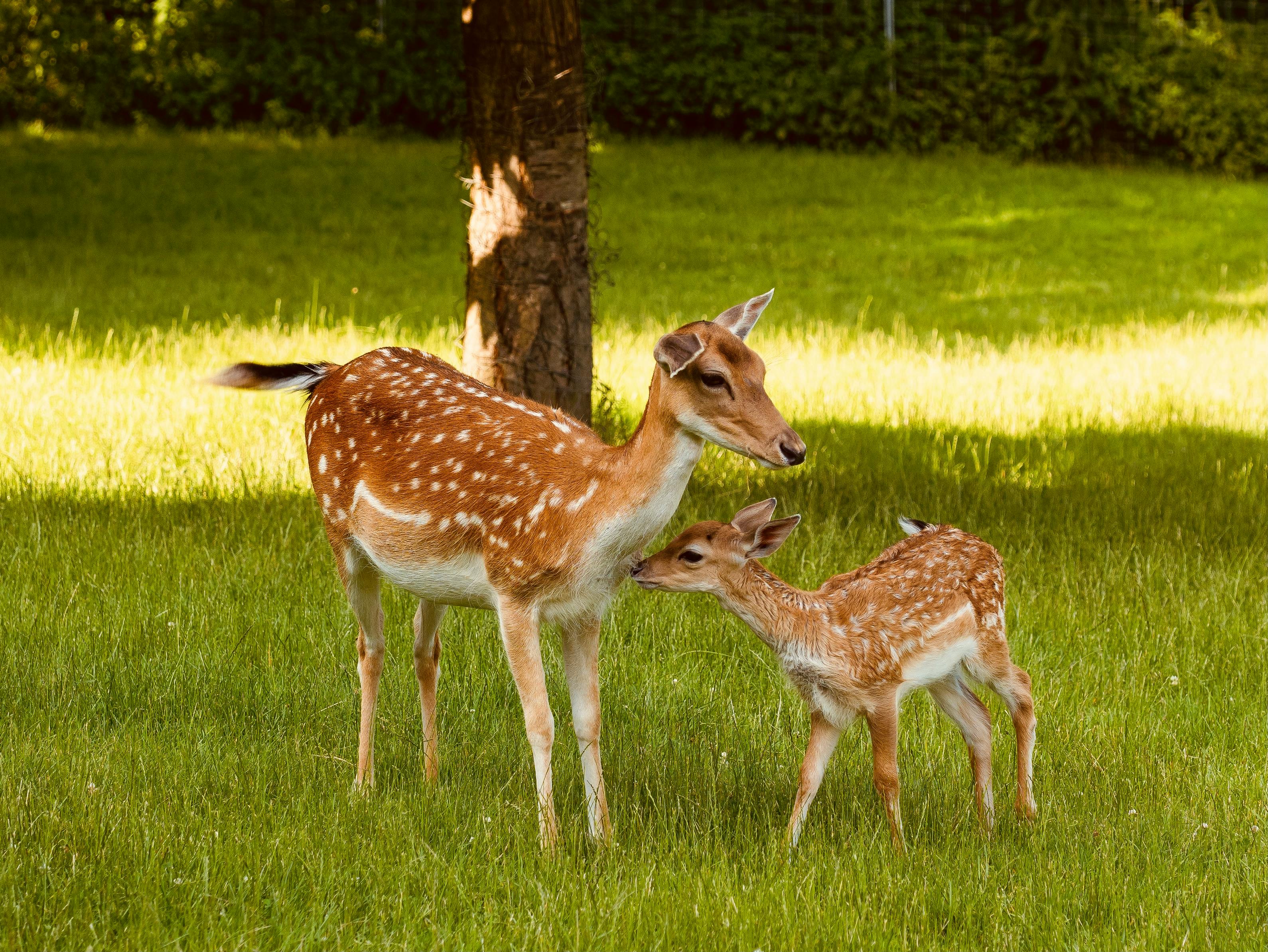 A fallow deer and her fawn in a sunlit meadow. Nature and wildlife scene.
