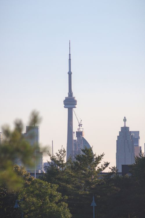 Free View of CN Tower and Toronto skyline at sunset, highlighted by silhouetted trees and urban landscape. Stock Photo