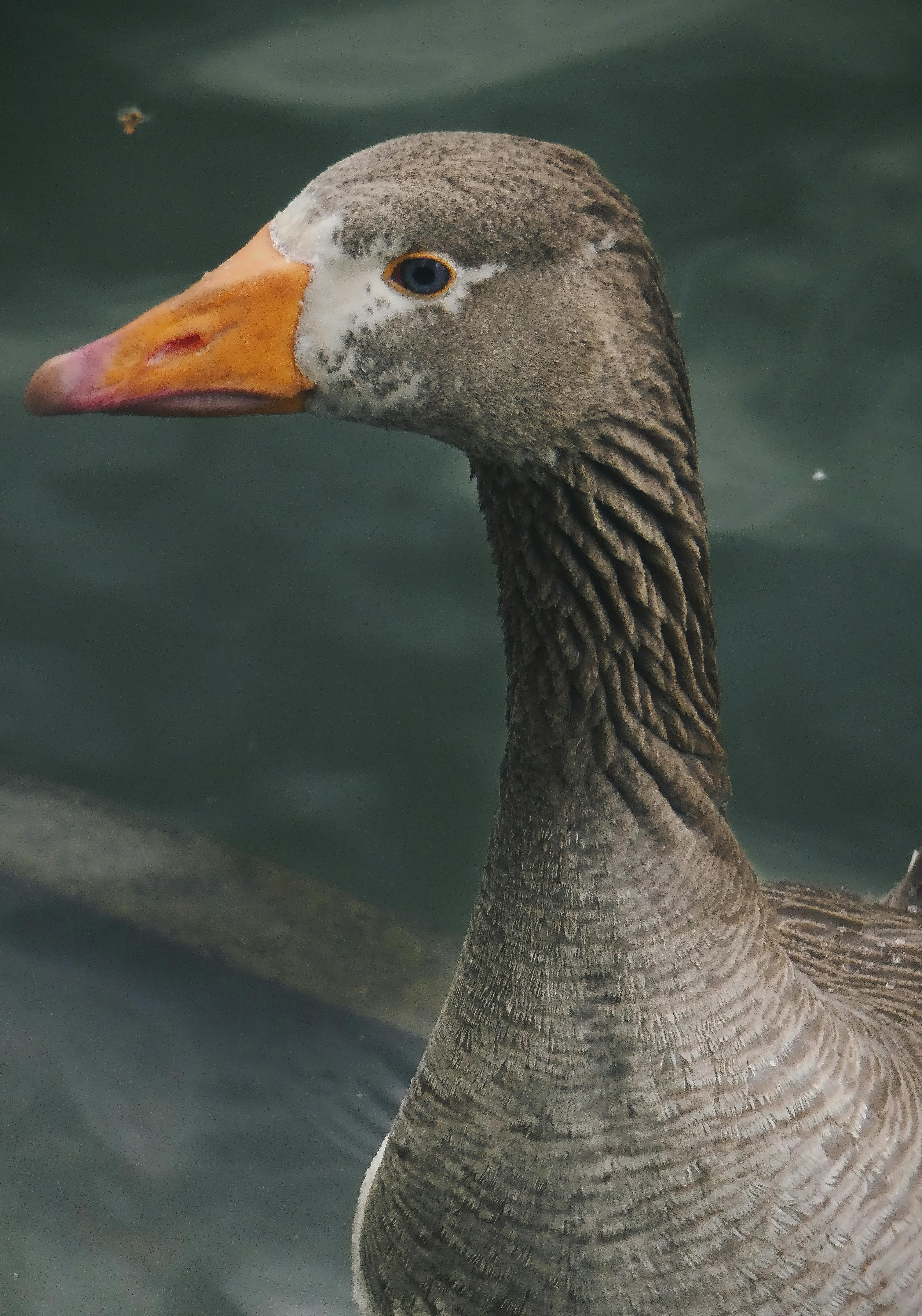 portrait of duck