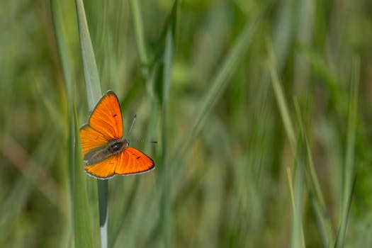 Close-up of a large copper butterfly (Lycaena dispar) perched on grass in a rural field.