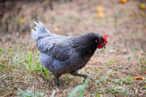 Free Detailed close-up of a hen roaming in a field in Alexânia, Brazil. Stock Photo