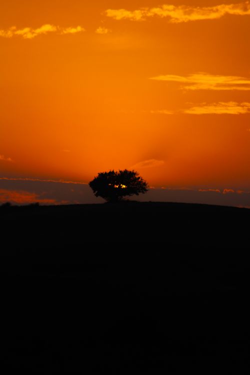 Free A lone tree silhouetted against a vibrant orange sunset in the rural landscape of Adana, Türkiye. Stock Photo