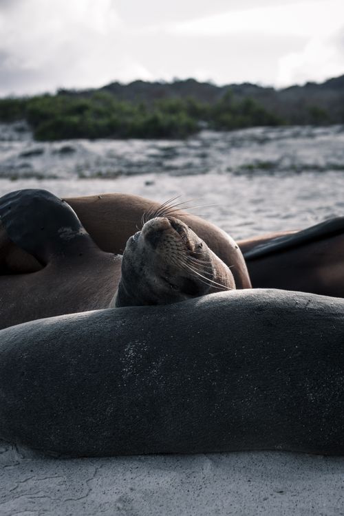 Free A tranquil scene of sea lions resting on a sandy Galapagos beach, embodying relaxation and marine wildlife. Stock Photo