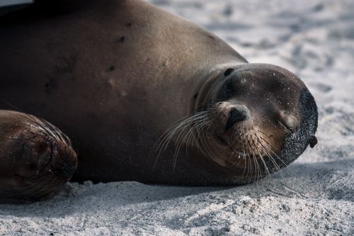 Free Close-up of a serene sea lion resting on a sandy beach in the Galapagos Islands. Stock Photo
