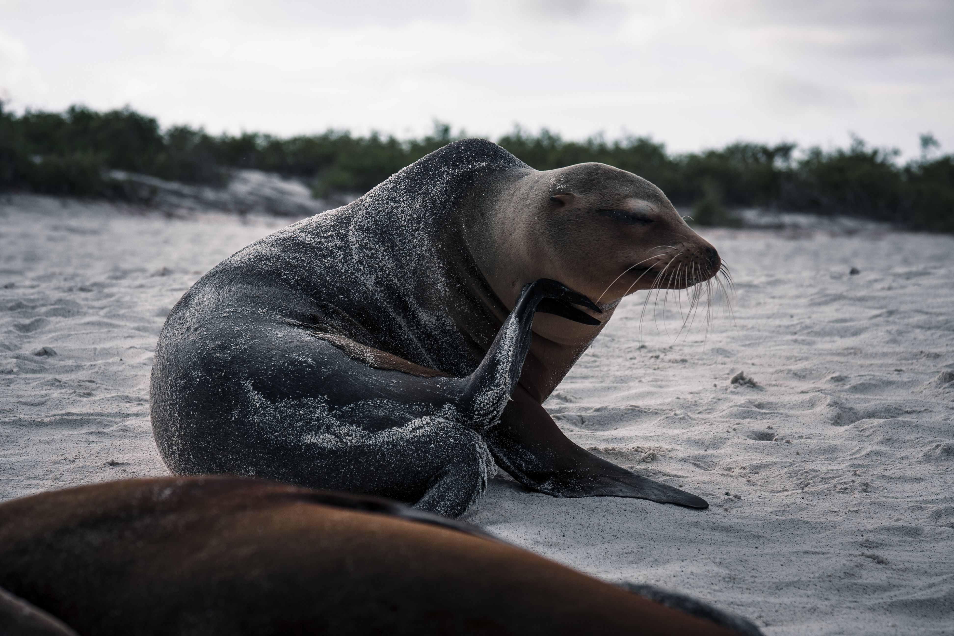 Close-up of a seal lounging on a sandy beach, capturing the beauty of nature and wildlife.