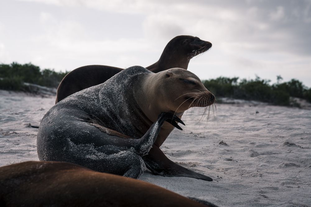 Costa volcánica de Galápagos con fauna marina y aguas turquesa