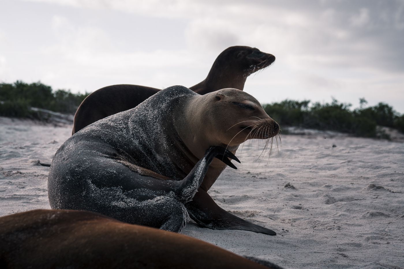 Sea lions resting close together on a sandy beach in the Galapagos Islands