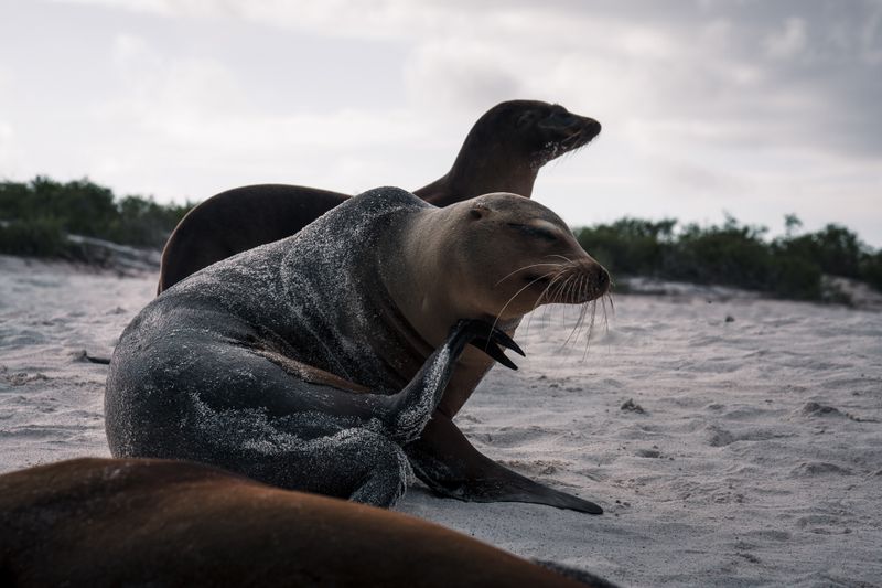 Lobos marinos descansando en playa de arena en las islas Galápagos