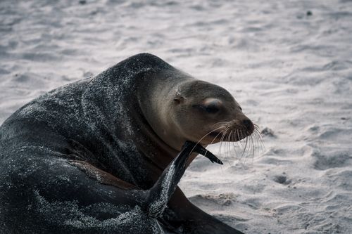 Free A peaceful sea lion rests on a sandy beach in the Galapagos Islands, showcasing natural beauty. Stock Photo