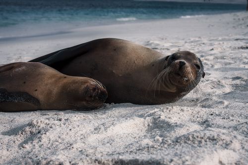 Free A serene scene of Galapagos sea lions resting on a sandy beach, showcasing nature's tranquility. Stock Photo