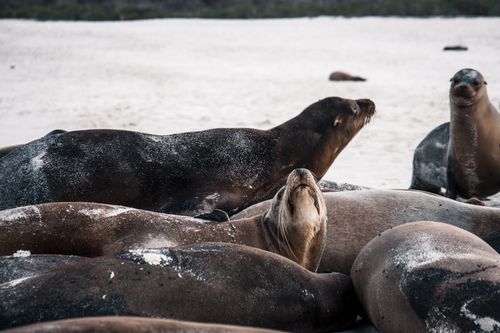 Free A group of seals relaxing on a sandy beach, showcasing wildlife in natural habitat. Stock Photo