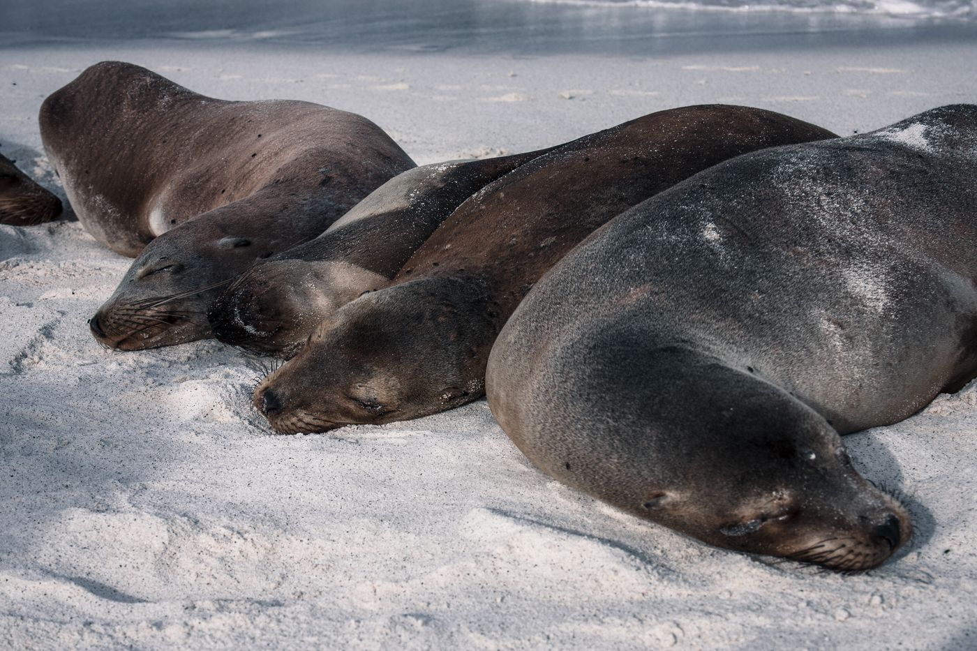 Sea lions resting on a sandy beach in the Galápagos Islands