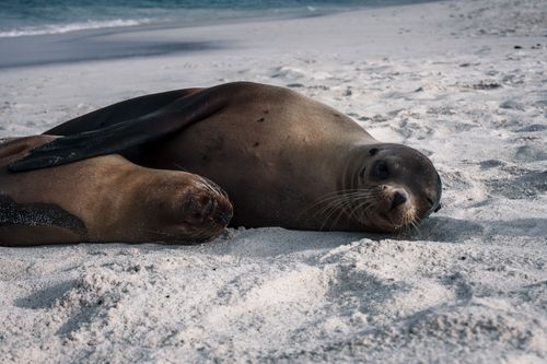 Free Sea lions resting on Española Island beach, Galapagos, showcasing a serene wildlife moment. Stock Photo