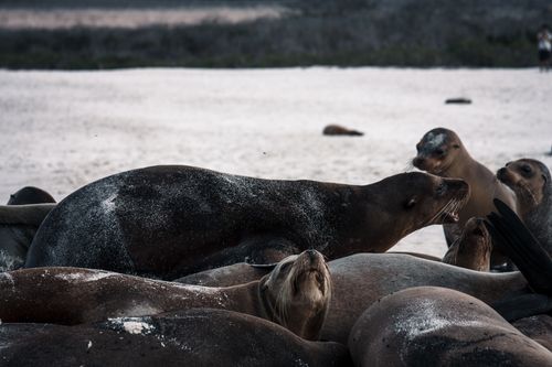 Free A group of sea lions lounging on a sandy beach in the Galapagos Islands. Stock Photo