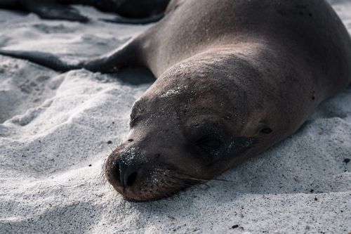 Free Close-up of a sea lion resting peacefully on a sandy Galapagos beach, showcasing natural habitat. Stock Photo