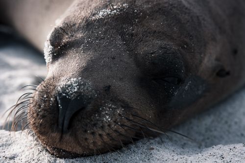 Free Close-up of a sea lion peacefully sleeping on a sandy beach, showcasing relaxation in natural habitat. Stock Photo