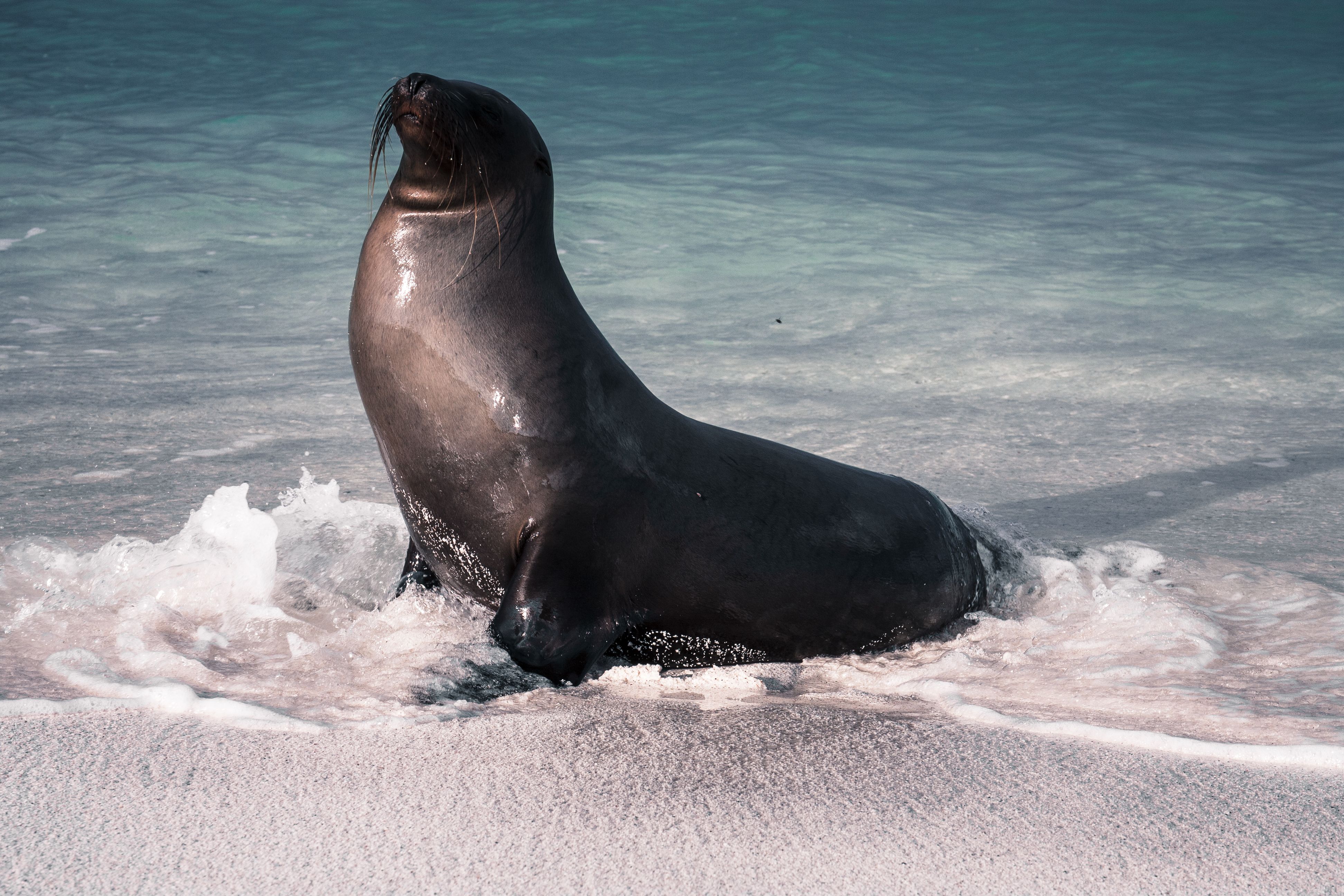 Galápagos Islands