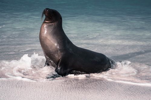 Free A Galapagos sea lion basking on a sandy beach, highlighting coastal wildlife. Stock Photo