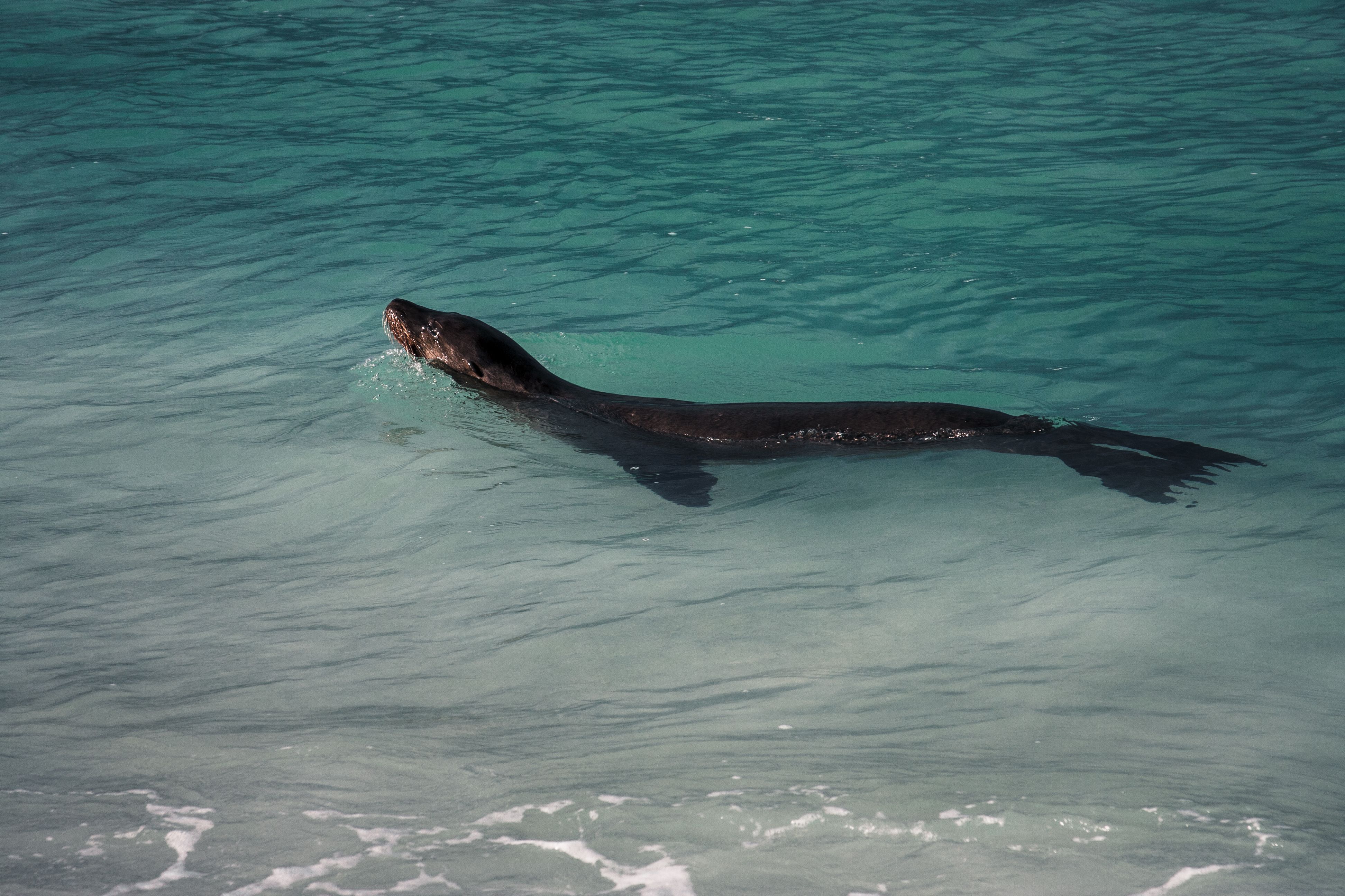 North Seymour Island Day Trip
