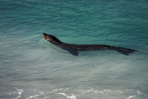 Free A sea lion gracefully swims in the clear turquoise waters near the Galapagos Islands, showcasing natural beauty. Stock Photo
