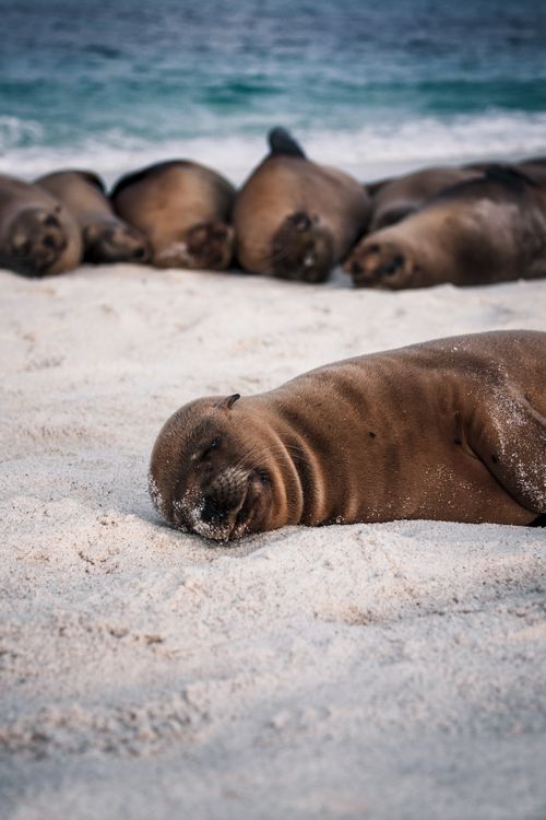 Free Sea lions resting on sandy beach in Galapagos with ocean backdrop. Stock Photo