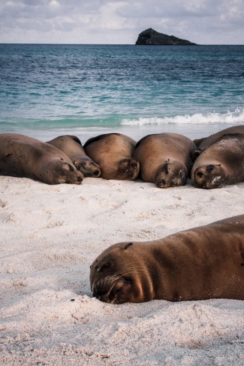 Free Group of seals lying on a sandy beach by the ocean, capturing serene wildlife moment. Stock Photo