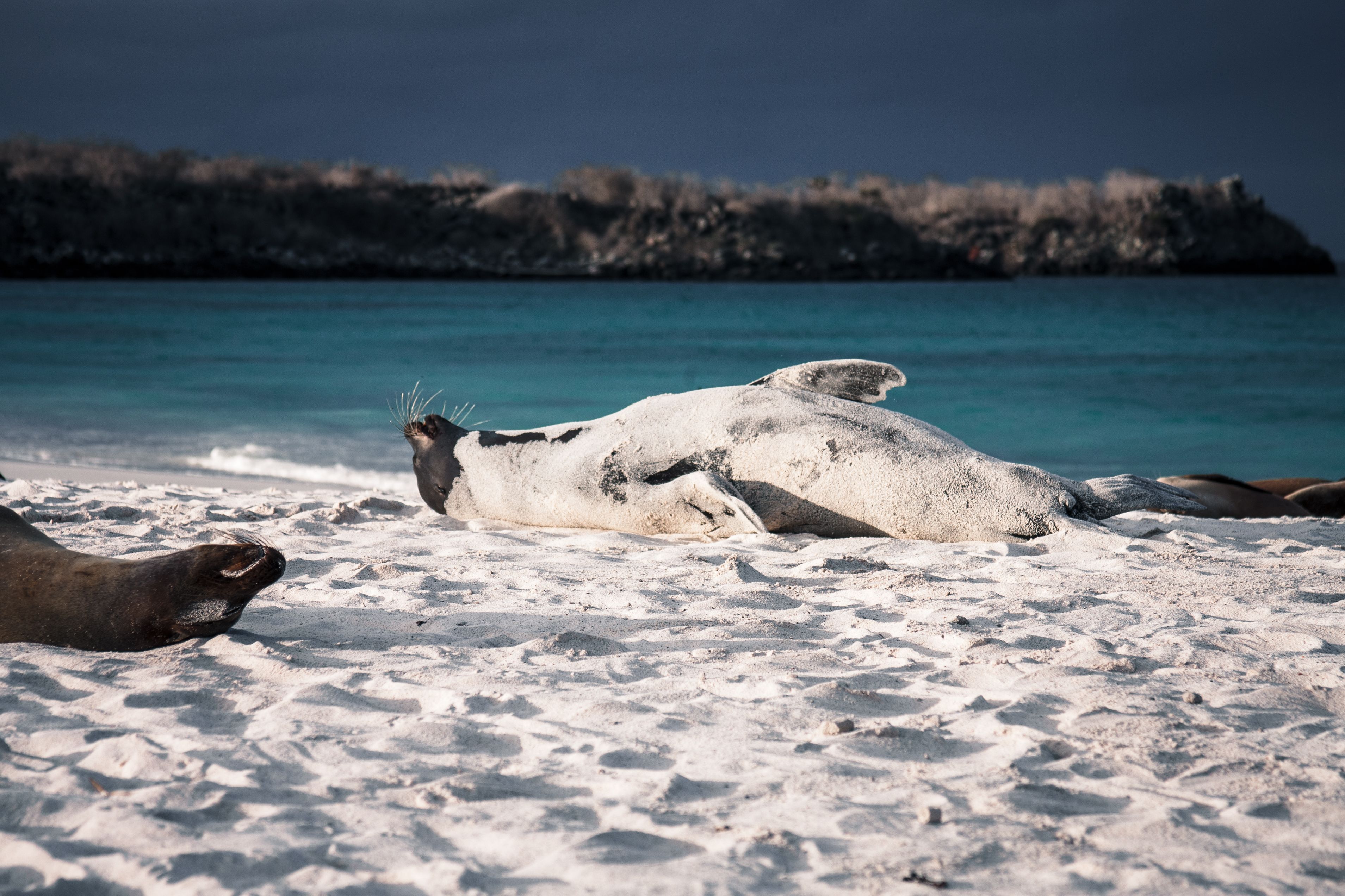 A Galapagos sea lion resting at close range on a pale beach in warm evening light.