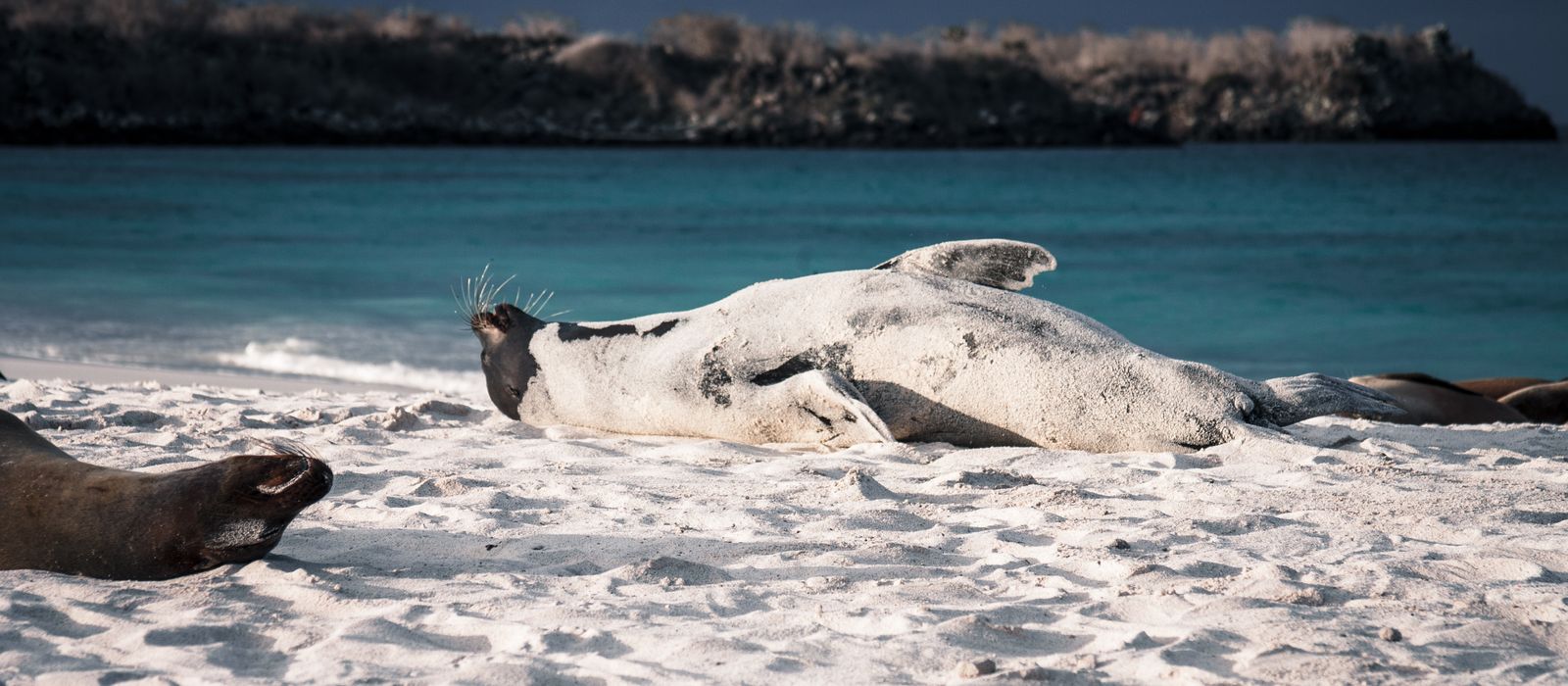 A Galapagos sea lion resting at close range on a pale beach in warm evening light.