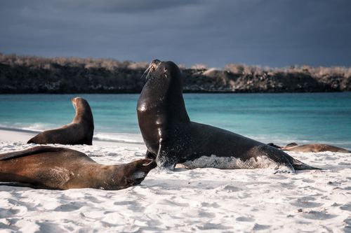 Free Sea lions bask on the sandy shores of Española Island, Galapagos, amidst a serene and exotic marine setting. Stock Photo