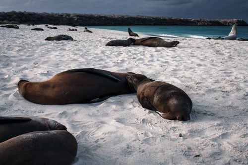 Free Wild sea lions lounging on a serene sandy beach under a cloudy sky. Stock Photo