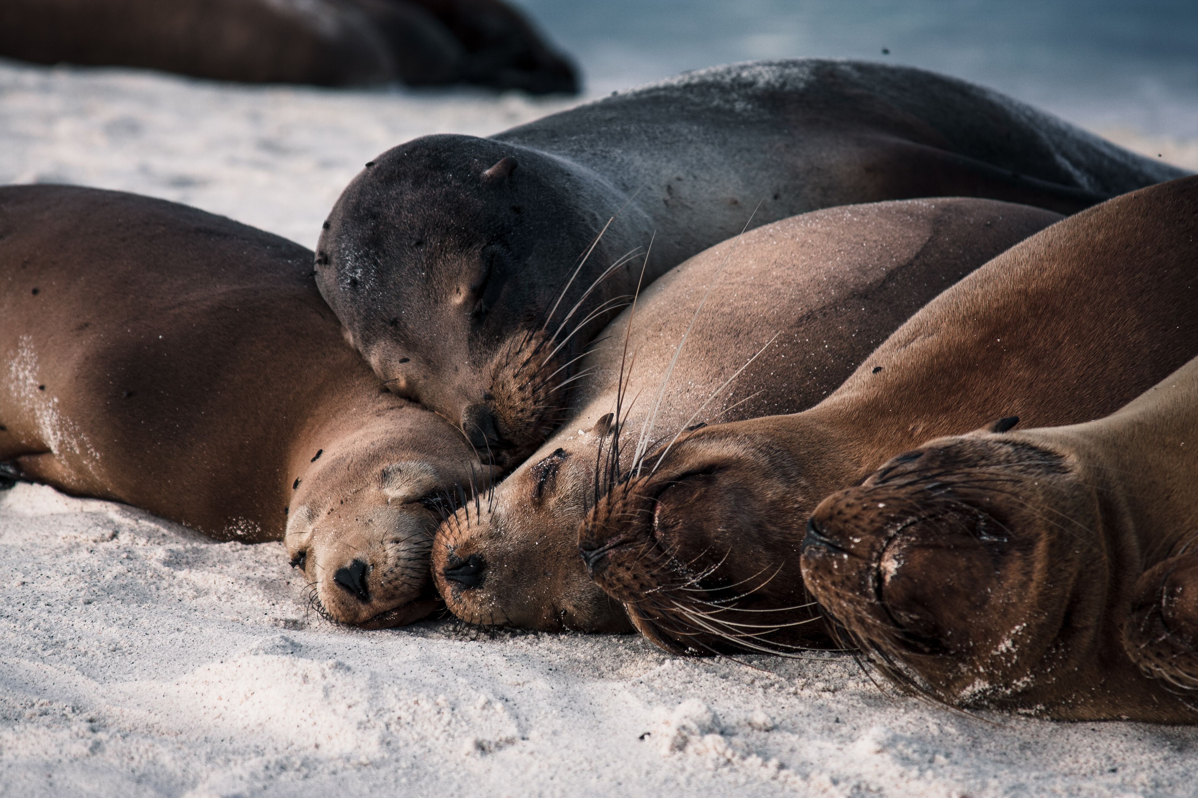 Sea lions peacefully resting on the sunny beach of Española Island, Galapagos.